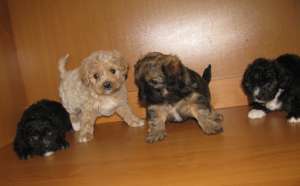 Cei patru fratiori de Bichon Havanez