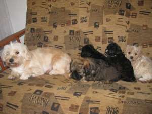 Cei patru fratiori de Bichon Havanez