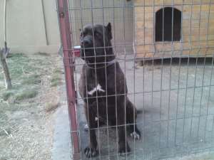 Presa Canario cateii pedigree