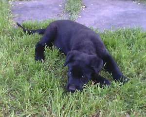 Vand catea cane corso