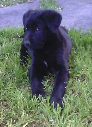 Vand catea cane corso