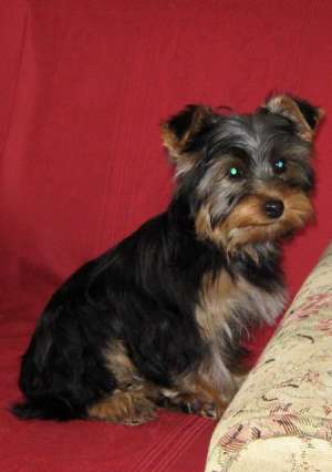 Vand catei yorkshire terrier.