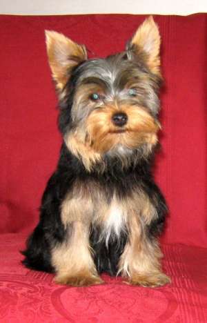 Vand catei yorkshire terrier.