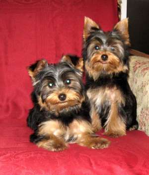 Vand catei yorkshire terrier.