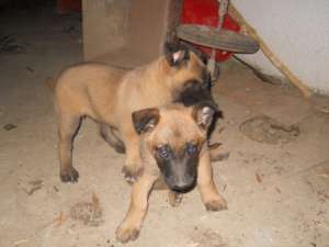 VAND CIOBANESC MALINOIS