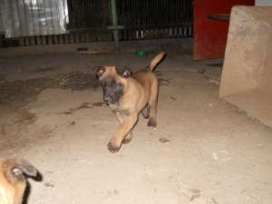 VAND CIOBANESC MALINOIS