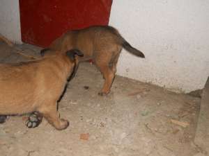 VAND CIOBANESC MALINOIS