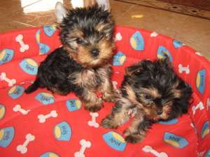 vand pui yorkshire terrier toy cu (pedigree)