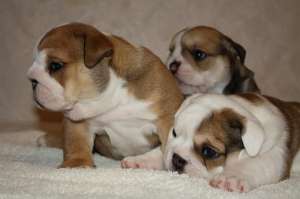 vanzare catei bulldog englez