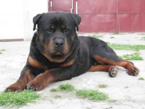 Ofer pentru monta mascul Rottweiler exemplar deosebit