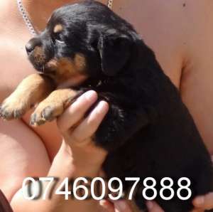 vand catei rottweiler