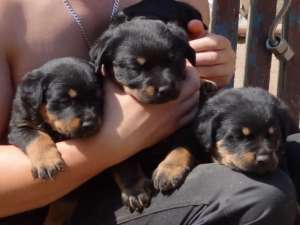 vand catei rottweiler