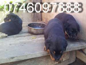 vand catei rottweiler