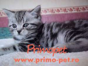 Pisici British Shorthair Silver Tabby de Vanzare