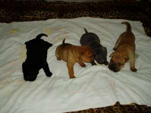 VAND PUI SHAR-PEI