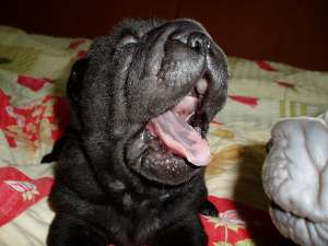 VAND PUI SHAR-PEI