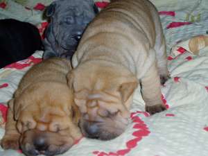 VAND PUI SHAR-PEI