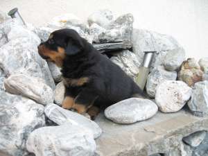 Rottweiler