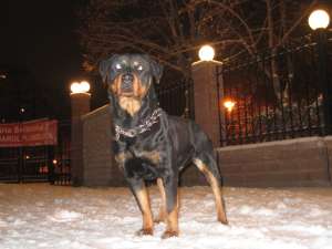 Rottweiler