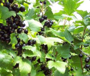coacaze negre proaspete, sirop si vin din coacaze negre