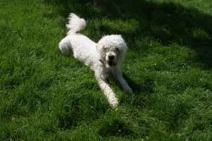 MONTA CANICHE ALB