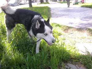 MONTA MASCUL HUSKY