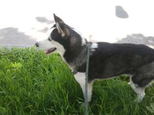MONTA MASCUL HUSKY