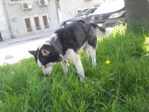 MONTA MASCUL HUSKY