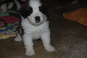 vand pui saint bernard