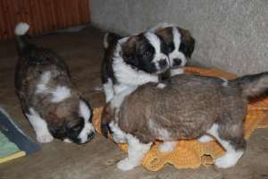vand pui saint bernard
