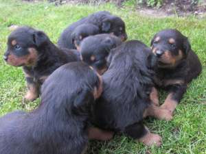 PUI DE ROTTWEILER