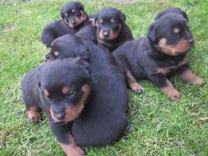 PUI DE ROTTWEILER