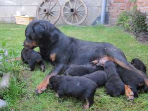 PUI DE ROTTWEILER
