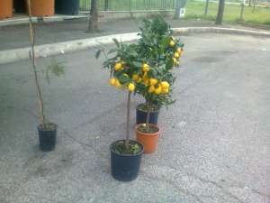 LAMAI, PLANTE EXOTICE
