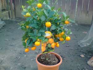 LAMAI, PLANTE EXOTICE