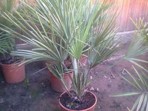 LAMAI, PLANTE EXOTICE