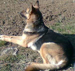 vand ciobanesc german talie mare