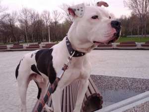 Ofer mascul Amstaff pentru monta.