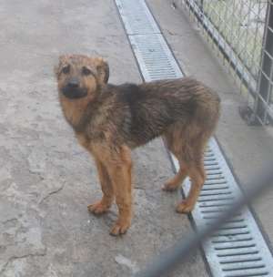 Pui de catel (tarcul 1)