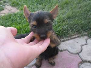 Vand Yorkshaier Terrier
