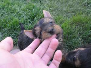 Vand Yorkshaier Terrier