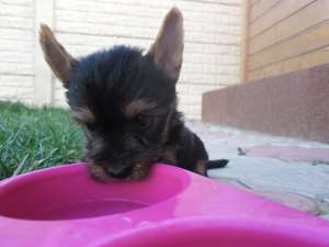 Vand Yorkshaier Terrier