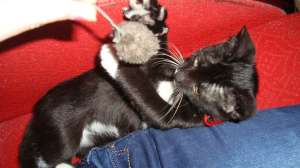 Ofer spre adoptie pisicuta