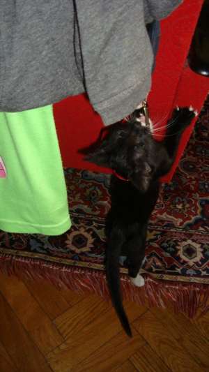 Ofer spre adoptie pisicuta