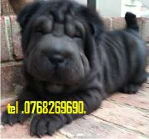 Vand catei shar pei  .