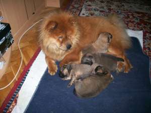 Catelusi chow-chow superbi