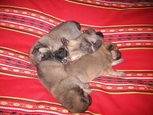 Catelusi chow-chow superbi