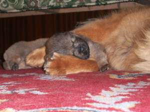 Catelusi chow-chow superbi