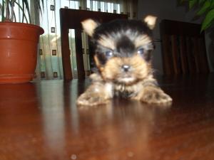 YORKSHIRE TERRIER TOY