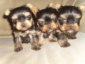 YORKSHIRE TERRIER TOY